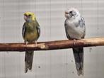 Koppel bonte pennant rosella, Dieren en Toebehoren, Vogels | Parkieten en Papegaaien, Meerdere dieren, Parkiet, Geringd