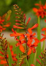 Crocosmia / montbretia bollen (10 stuks), Ophalen of Verzenden, Voorjaar, Bloembol