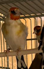 Major putters distelvink carduelis, Meerdere dieren, Wildzangvogel, Geringd