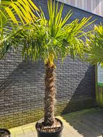 Palmbomen winterhard Trachycarpus Fortunei, met korting!, Volle zon, Ophalen of Verzenden, 100 tot 250 cm, Zomer