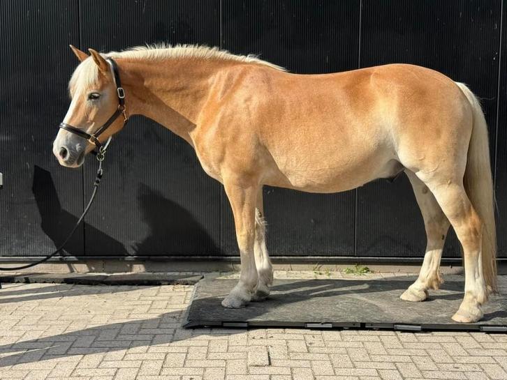 Bijrijder gezocht!, Dieren en Toebehoren, Stalling en Weidegang