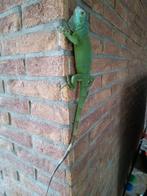 groene leguaan, Ophalen of Verzenden