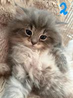 Lieve Britse korthaar/ragdoll kittens️, Dieren en Toebehoren, Katten en Kittens | Raskatten | Langhaar, Meerdere dieren, Gechipt