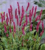 Persicaria amplexicaulis, Tuin en Terras, Volle zon, Vaste plant, Zomer, Ophalen