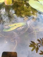 Poelslak poelslakken, Tuin en Terras, Ophalen of Verzenden, Zo goed als nieuw