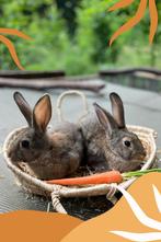 Konijnen koppel, Dieren en Toebehoren, Konijnen, Meerdere dieren, Groot