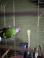 Bonte boer of Senegal papegaaien, Dieren en Toebehoren, Vogels | Parkieten en Papegaaien, Mannelijk, Papegaai