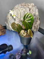 Begonia Variabilis x Begonia phoeniogramma, Huis en Inrichting, Kamerplanten, Ophalen of Verzenden, Halfschaduw, Minder dan 100 cm