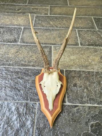 Mooi Ree Gewei Op Schild Jacht Mancave Jagen Landelijk c12 beschikbaar voor biedingen