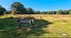 Paardenpension  kleinschalige schalig te midden in t natuurg, Dieren en Toebehoren, Stalling en Weidegang, Weidegang, 2 of 3 paarden of pony's