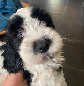 Unieke kruising Cocker Spaniel / Maltezer mini’s beschikbaar voor biedingen