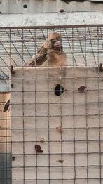 1-0 man rode Kardinaal.Geboren 29-06-2025. Geringd., Dieren en Toebehoren, Vogels | Overige Vogels, Mannelijk, Tropenvogel, Geringd