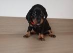 Mooie dwergteckel pups, puppy’s, CDV (hondenziekte), 8 tot 15 weken, Korthaar, Dwerg