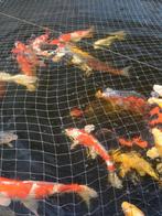 Koikarpers, Karper of Koi