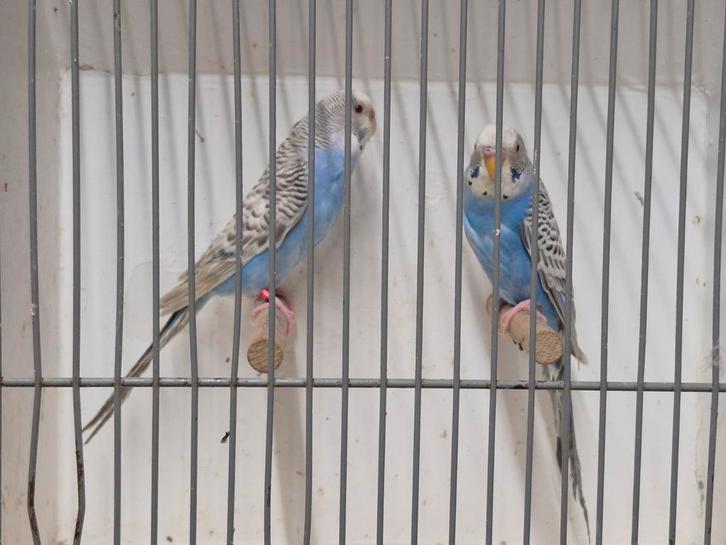 Dunfallow (Palefallow), Dieren en Toebehoren, Vogels | Parkieten en Papegaaien, Parkiet, Meerdere dieren