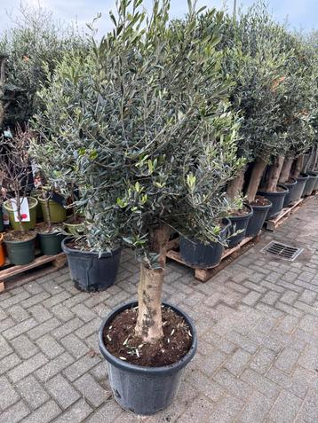 Te koop diverse soorten olijfbomen en palmbomen  beschikbaar voor biedingen