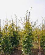Beukenhaag “FAGUS”, Tuin en Terras, Planten | Bomen, Ophalen of Verzenden, Bloeit niet, Halfschaduw, Overige soorten