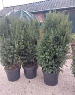 Taxus hillii, Ophalen, Taxus, Minder dan 100 cm