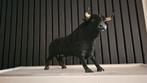 Stier (Echt leder) - Zwarte Spaanse stier - Oud - Zeldzaam, Ophalen of Verzenden