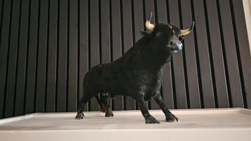 Stier (Echt leder) - Zwarte Spaanse stier - Oud - Zeldzaam beschikbaar voor biedingen