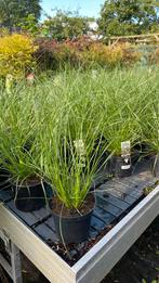 Lampenpoets gras €4,50 en €6,50, Tuin en Terras, Planten | Tuinplanten, Ophalen, Siergrassen, Halfschaduw