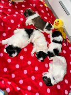 Shih tzu pups, Ophalen, Nieuw, Honden