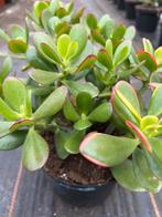 Crassula sunrise pot17cm, Ophalen of Verzenden, Halfschaduw, Minder dan 100 cm