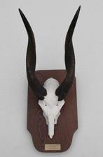 Schedel BUSHBUCK / BOSBOK ANTILOPE - Ref. A, Ophalen of Verzenden, Gebruikt, Wild dier, Schedel