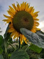 Zonnebloem zaadjes, Tuin en Terras, Bloembollen en Zaden, Ophalen, Zaad