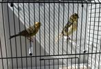 Kanarie Koppel Te Koop, Meerdere dieren, Kleurkanarie