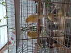 Jonge kanaries te koop, Meerdere dieren, Kleurkanarie