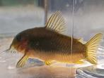 Hobbyaquarium Corydoras Goldline