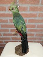 opgezette livinstone toerako, Ophalen of Verzenden, Nieuw, Vogel, Opgezet dier