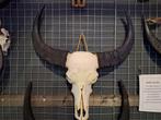 Buffel schedels - Buffelschedel - Decoratie - schedel - XL, Cave & Garden, Verzenden, Nieuw, Kouwe Hoek 1B, Waddinxveen