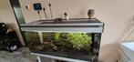 Gratis aquarium met vis en planten, Ophalen, Gebruikt, Gevuld zoetwateraquarium