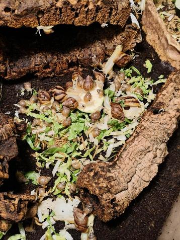Voedsel/ voeder slakken voor reptielen te koop beschikbaar voor biedingen