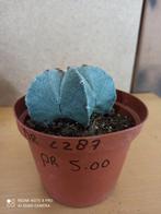 Astrophytum potmaat 10 nummer C287, Huis en Inrichting, Kamerplanten, Ophalen of Verzenden