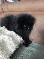 Pomeriaan pups, Dieren en Toebehoren, Honden | Chihuahua's en Gezelschapshonden, Overige rassen, CDV (hondenziekte), 8 tot 15 weken