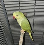 Halsbandparkiet man, Dieren en Toebehoren, Mannelijk, Parkiet, Pratend