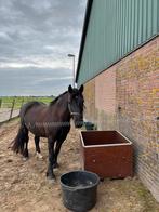 Bijrijdster gezocht, Dieren en Toebehoren, Paarden en Pony's | Verzorgingsproducten, Ophalen of Verzenden