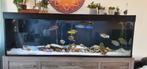 Te koop 700L aquarium 2,10m bij 54cm bij 70cm, Dieren en Toebehoren, Ophalen, Gebruikt, Gevuld zoetwateraquarium