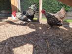 Gratis kippen 6 hennen 1 haan., Dieren en Toebehoren, Pluimvee, Meerdere dieren, Kip