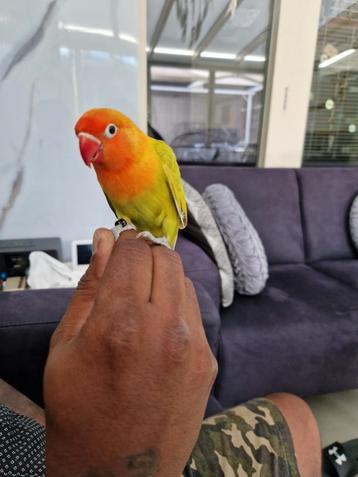 Agapornis dwergpapegaai Euwing man Tam geringd met DNA  beschikbaar voor biedingen