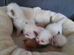 Ragdoll/cherubim kittens met stamboom, Meerdere dieren, Met stamboom, 0 tot 2 jaar
