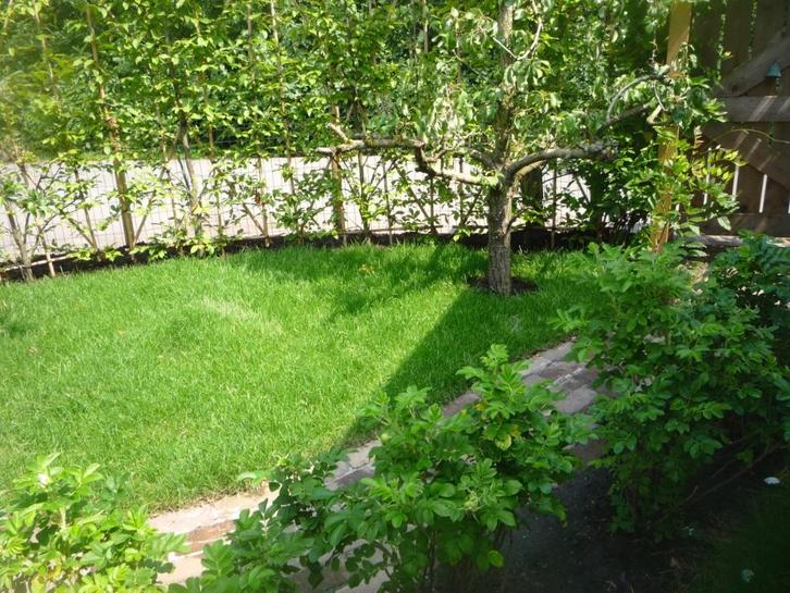 monumentale haag van leihaagbeuk, Tuin en Terras, Planten | Bomen, Leiboom, 250 tot 400 cm, Halfschaduw, Ophalen