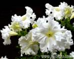 Petunia Show Queen, Ophalen of Verzenden, Voorjaar, Volle zon, Zaad