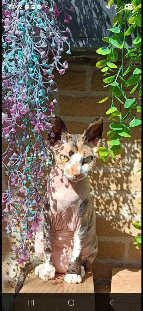 Sphynx devon rex poes, Dieren en Toebehoren, Katten en Kittens | Overige Katten, Poes