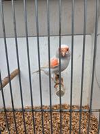 Rood Mozaiek pop 2025, Dieren en Toebehoren, Vrouwelijk, Kleurkanarie