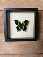 Blumei vlinder in lijst, Ophalen of Verzenden, Nieuw, Insect, Opgezet dier