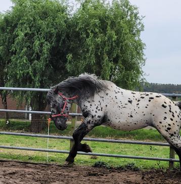 Gezocht: Inrijden paard beschikbaar voor biedingen